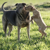 Con su entorno, con personas y con otros animales. 