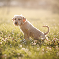 Nuestros cachorros aprenden a hacer sus necesidades fuera rápidamente.