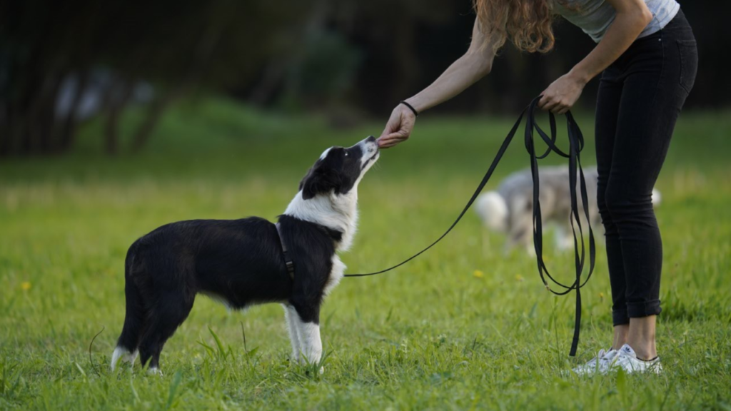 cachorro collie