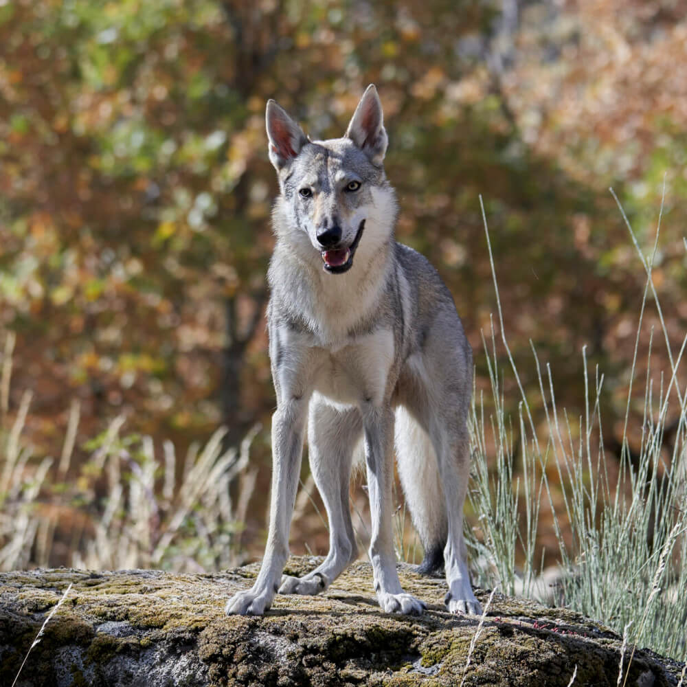 Adiestramiento de Perro Lobo