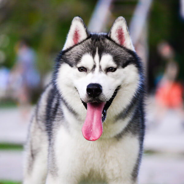 Adiestramiento de husky