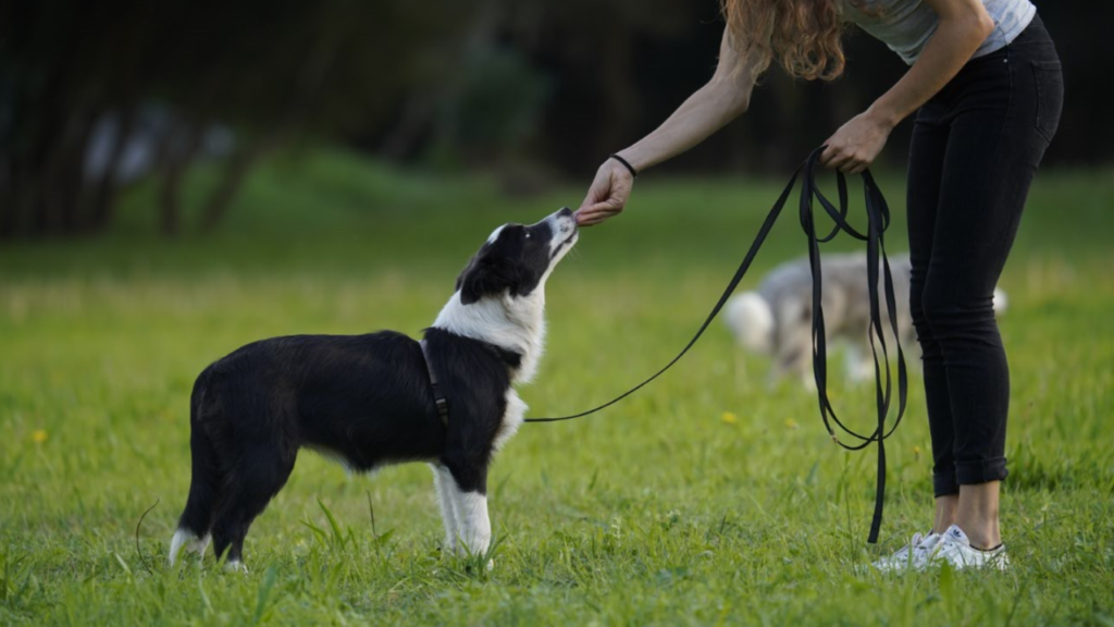Adiestramiento canino Vayadogs Clara adiestrando border collie