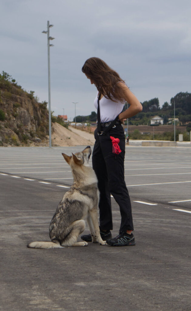 Metodología 1 Un método para educar a tu perro que funciona VayaDogs