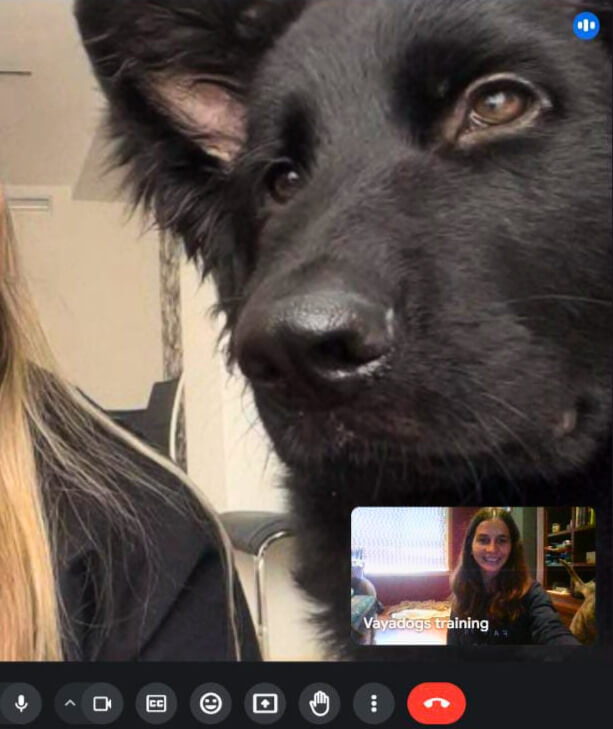 Vayadogs adiestramiento online real