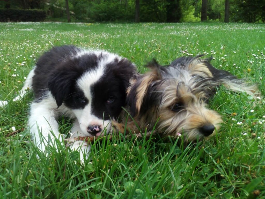 Cachorros 1 cachorros 2